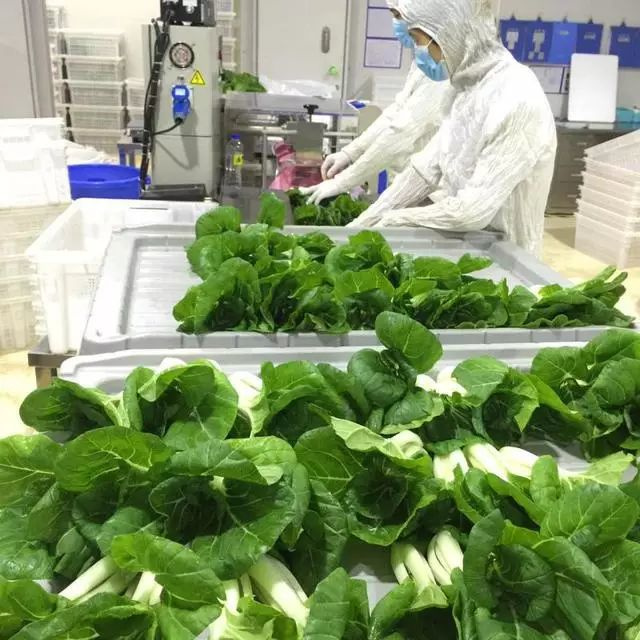 金磚國(guó)宴上的綠色奇跡 LED植物工廠如何顛覆傳統(tǒng)農(nóng)業(yè)